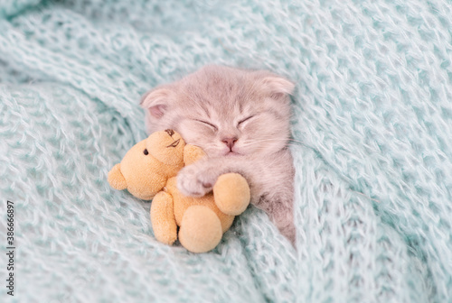 A small light tabby kitten lies on its back and sleeps on a blue knitted scarf hugging a small teddy bear