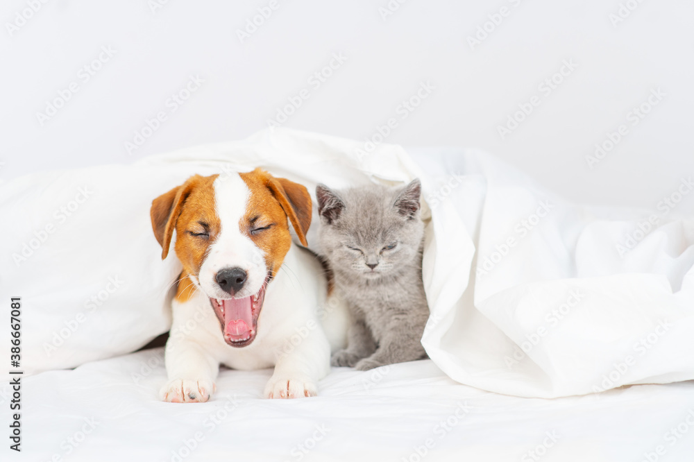 Puppy funny yawns lying next to the kitten under the blanket at home on the bed