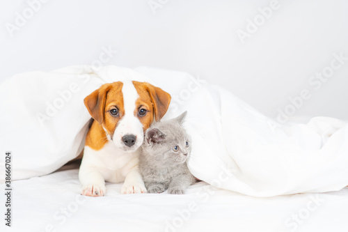 The puppy and the kitten lie under the blanket at home on the bed