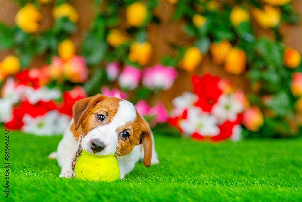 Jack russell terrier puppy lies in an embrace with a yellow ball on the grass on the lawn of the local area against the background of a flowering hedge Jack russell terrier puppy lies in an embrace with a yellow ball on the grass on the lawn of the local area against the background of a flowering hedge