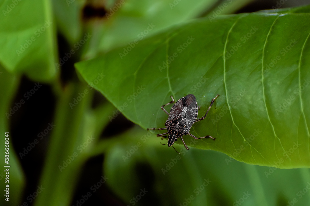 Naklejka premium A Brown Marmorated Stink Bug (Halyomorpha halys)
