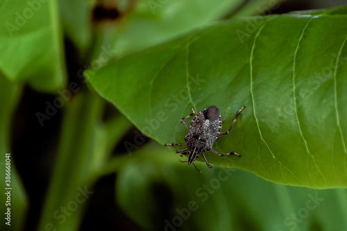 A Brown Marmorated Stink Bug (Halyomorpha halys) © polarisedlens