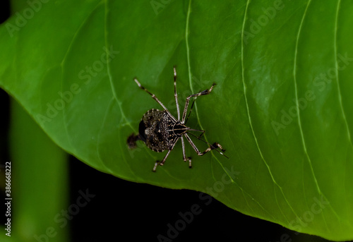 A Brown Marmorated Stink Bug (Halyomorpha halys)