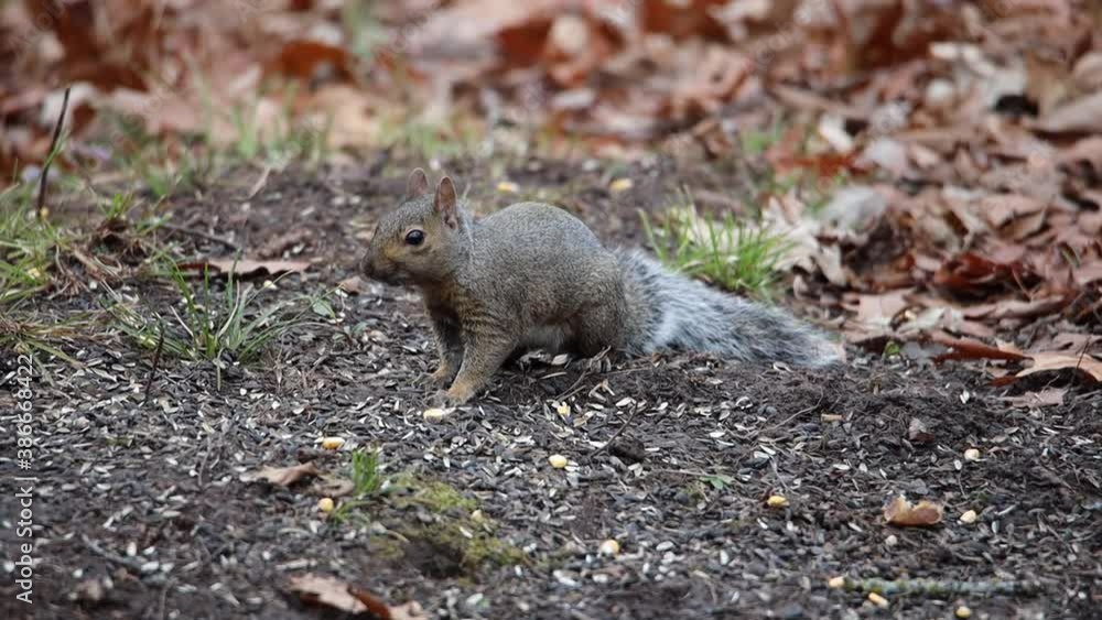 Wild Eastern gray squirrel (Sciurus carolinensis) sitting on ground eating sunflower seeds dropped from out of view bird feeder above.
Wild Eastern gray squirrel (Sciurus carolinensis) sitting on ground eating sunflower seeds dropped from out of view bird feeder above.
