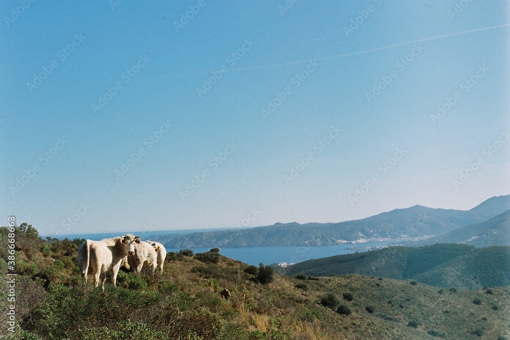 Naklejka premium Captura analógica de vacas en la montaña