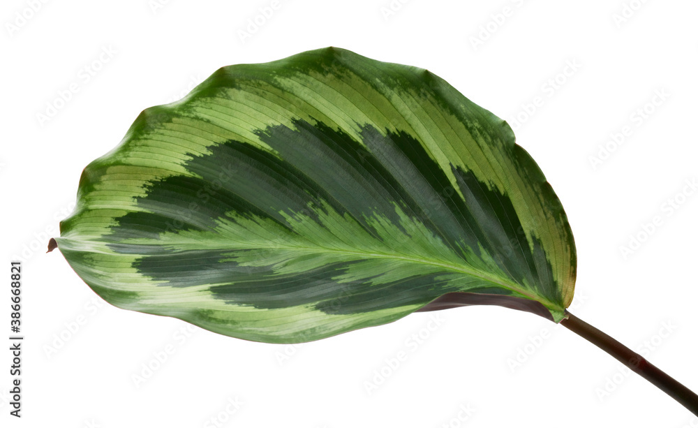 Calathea roseopicta foliage, Calathea shine star plant, Exotic tropical