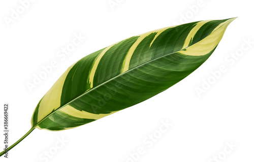 Heliconia variegated foliage  Exotic tropical leaf isolated on white background  with clipping path 