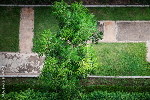 Garden Tree With Green Foliage and Beautiful Branch From Above Angle View, Nature Background of Tropical Tree for Decoration Building Outdoors Gardening. Natural Environment