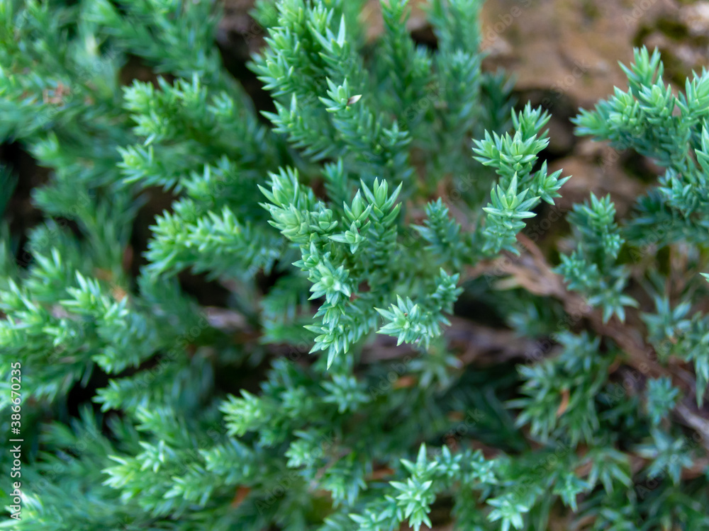 A branch of pine with green leaves streaking along the rock A branch of pine with green leaves streaking along the rock