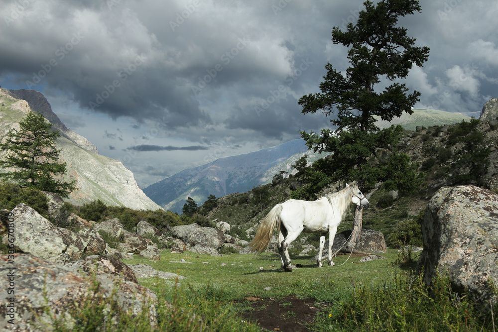 horses graze in the meadow and eat grass against the backdrop of beautiful mountains and sky