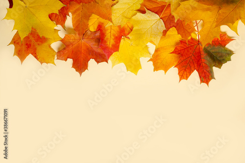 Multicolored maple leaves on a yellow background. mock up top view, autumn composition with copy space. Holiday card template