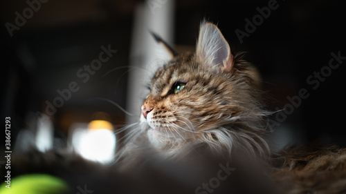 Maine Coon cat 2.5 years old close-up on a blurred background.