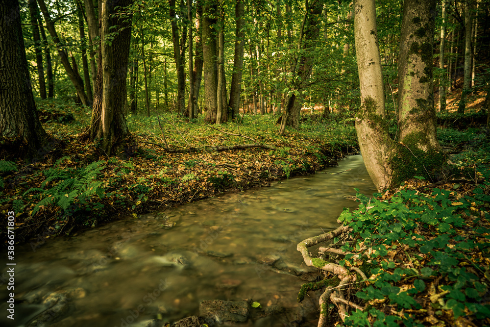 Fototapeta premium Spruit in forest. Long exposure. 