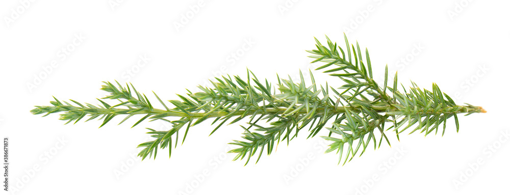 Fototapeta premium Juniper green branch, isolated on white background. Ornamental plants for landscape design.