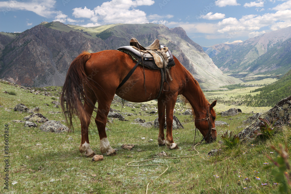 horses graze in the meadow and eat grass against the backdrop of beautiful mountains and sky