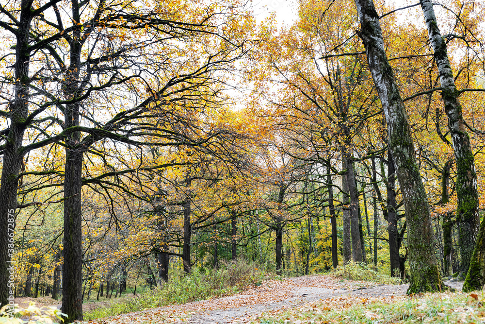 Fototapeta premium oak grove on hill in city park on autumn day