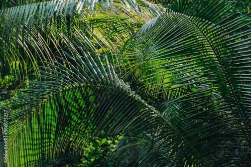 Green fresh leaves of coconut tree in the jungle.