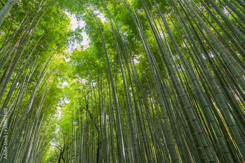 Fototapeta Naklejka Na Ścianę i Meble -  Sagano Bamboo Forest