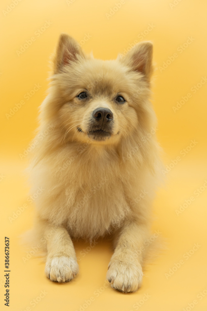 German Spitz or Pomeranian dog that looks like a light-haired wolf lying on the ground and custard yellow background, dog looking straight ahead.