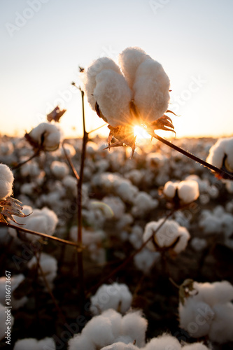 Cotton buds in the field