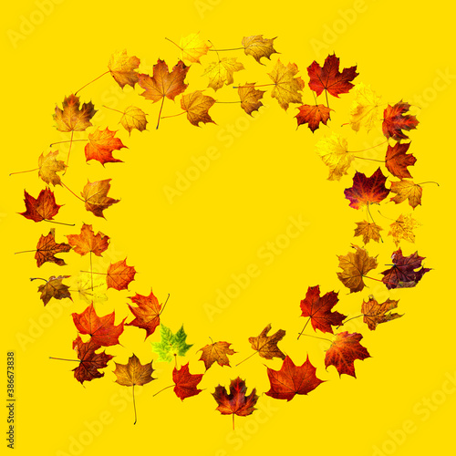 Circle frame of colorful autumn maple leaves isolated on yellow. Background with space for text top view.