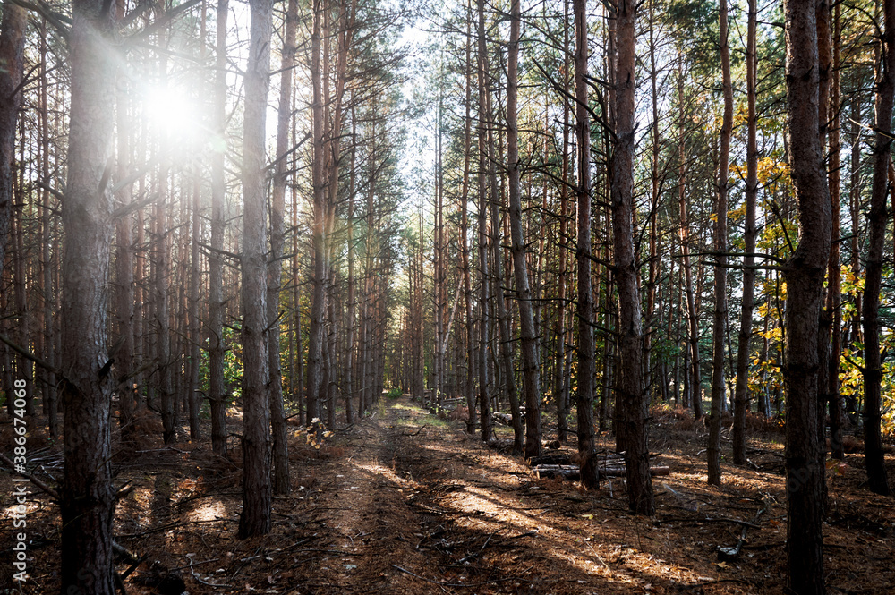 Fototapeta premium Pine autumn forest in the morning sun