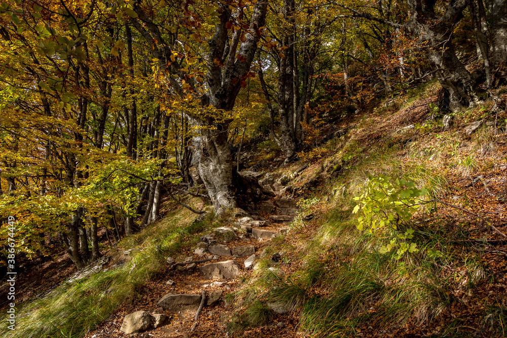 stone staircase on a mountain path in undergrowth in autumn, Trois Becs massif in the Drôme, France stone staircase on a mountain path in undergrowth in autumn, Trois Becs massif in the Drôme, France