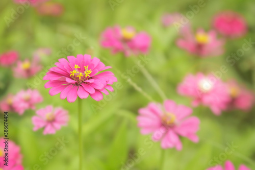 Close up of pink Zinnia flower  with green background. Zinnia flower in the tropical garden.