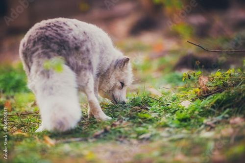 Arctic fox in nature in autumn