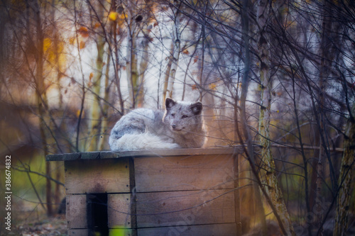 Arctic fox in nature in autumn