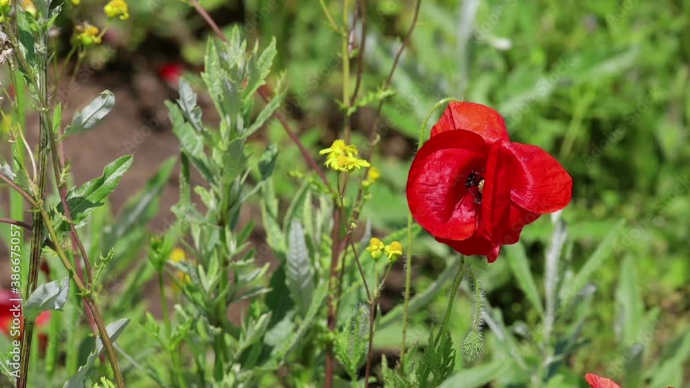 Red poppies and yellow buttercups sway in the wind Red poppies and yellow buttercups sway in the wind