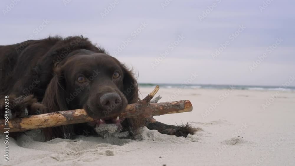 Beautiful German Spaniel dog biting the tree branch on the sandy beach in autumn Beautiful German Spaniel dog biting the tree branch on the sandy beach in autumn