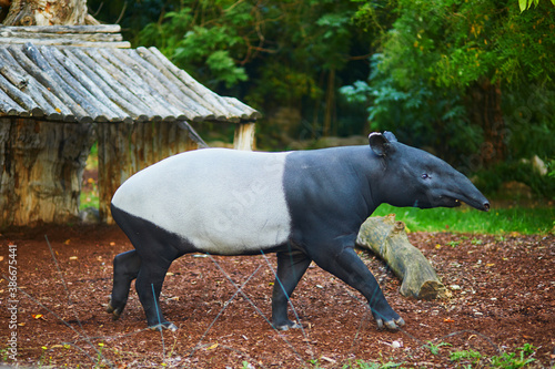 Malayan tapir (tapirus indicus) in zoo photo