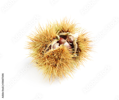 Vászonkép Fresh sweet edible chestnut in husk isolated on white
