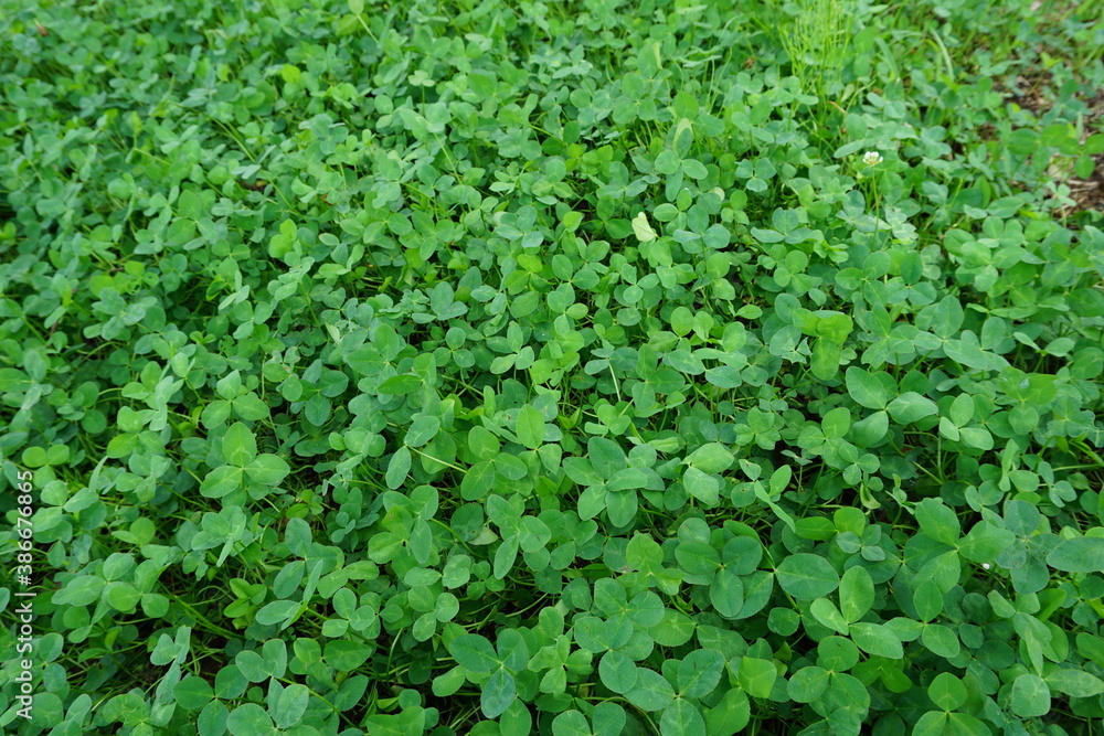 夏の草花 夏の草花