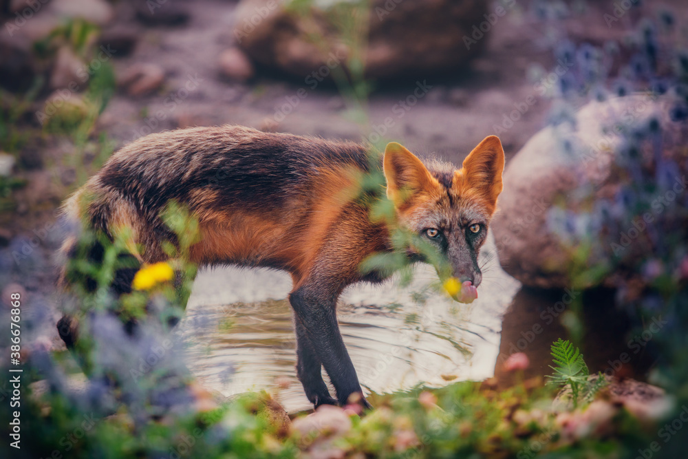 Naklejka premium Young fox hunts in autumn