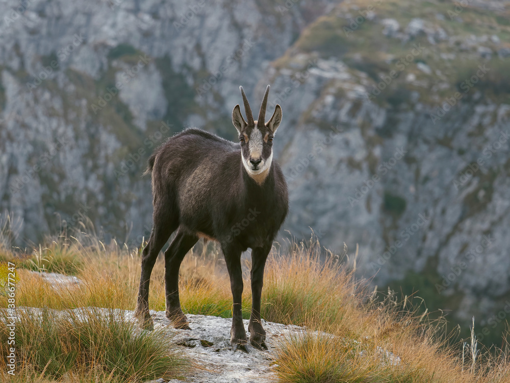 Alpine chamois (Rupicapra rupicapra), on the peaks of the mountains in autumn Alpine chamois (Rupicapra rupicapra), on the peaks of the mountains in autumn