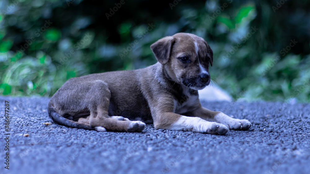 Fototapeta premium The Cute Puppy