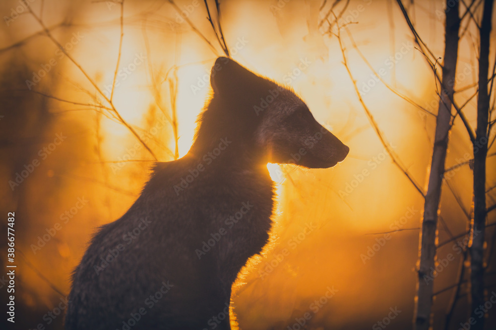Fototapeta premium Young fox hunts in autumn