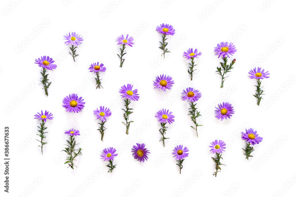 Flowers wild violet asters with dew on a white background. Top view, flat  lay. Aster amellus, michaelmas daisies, aster alpinus, alpine aster, blue  alpine daisy Stock Photo | Adobe Stock