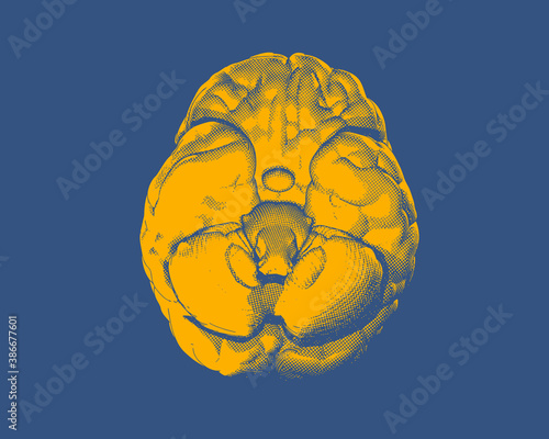 Brain from bottom view illustration on blue BG