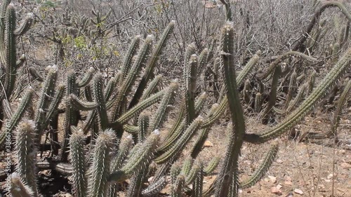 Vegetation of the Brazilian northeastern interior in the dry season