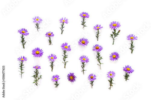Tableau sur toile Flowers wild violet asters with dew on a white background