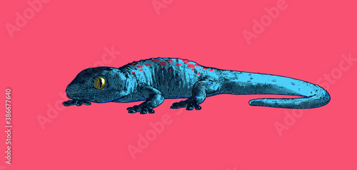 Tableau sur toile Engraving tokay gecko lizard illustration isolated on red BG
