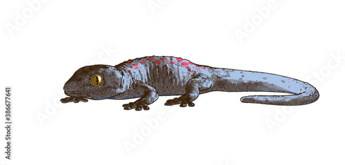 Engraving tokay gecko lizard illustration isolated on whte BG