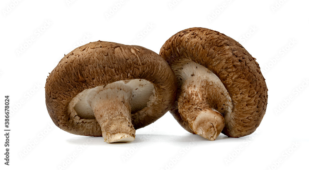 Shiitake Mushrooms isolated on white background Shiitake Mushrooms isolated on white background