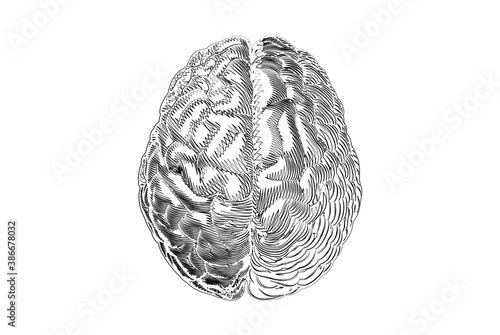 Human brain hemisphere doodle drawing on white BG