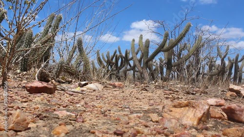 Vegetation of the Brazilian northeastern interior in the dry season