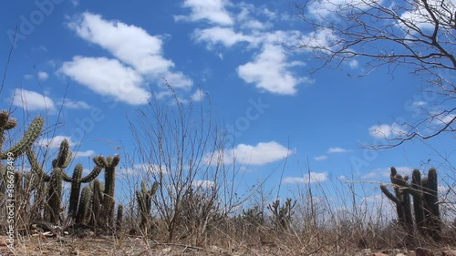 Vegetation of the Brazilian northeastern interior in the dry season