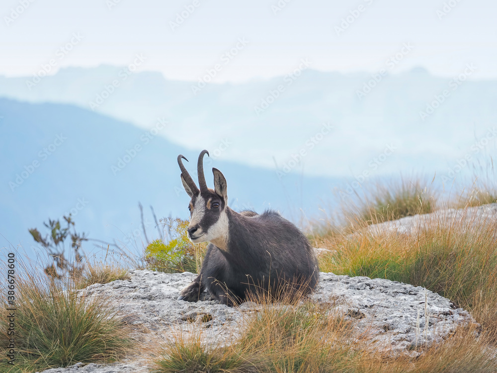 Φωτογραφία Rest of the chamois (Rupicapra rupicapra), on the peaks of the Alps in autumn